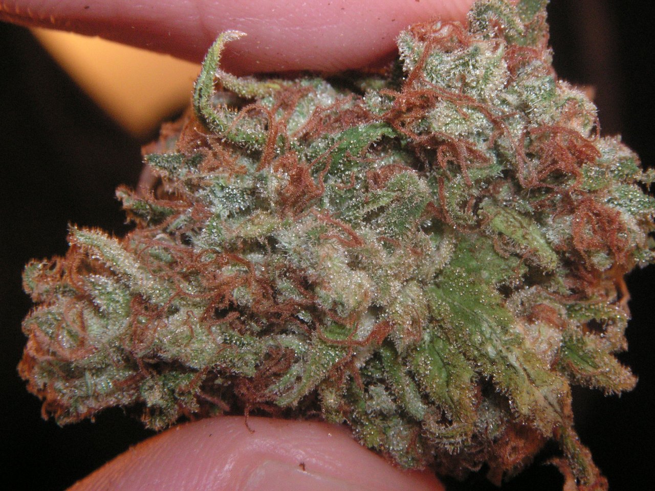 Medical marijuana laws in Florida