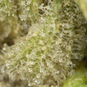 Astro Pink Kush by Pluto Craft Cannabis - Image 2