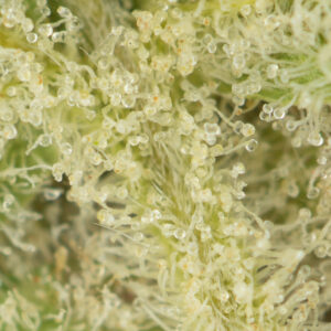Banana Punch #9 - Image 2