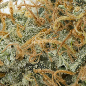 Cannatonic - Image 2