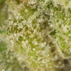 Girl Scout Cookies - Image 2