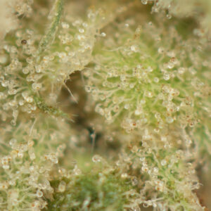 Hidden Pastry - Image 2