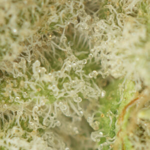 King Tut by Pluto Craft Cannabis - Image 2