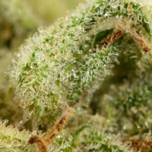 Lemon Zkittle by Dutch Passion - Image 3