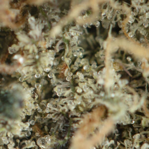 Purple Haze - Image 2