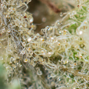 Russian Rocket Fuel by Short Stuff Seedbank - Image 3