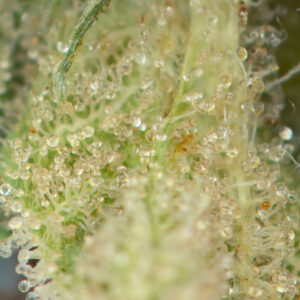 Skywalker OG - Image 2