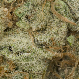 Zombie OG by Serious Seeds - Image 2